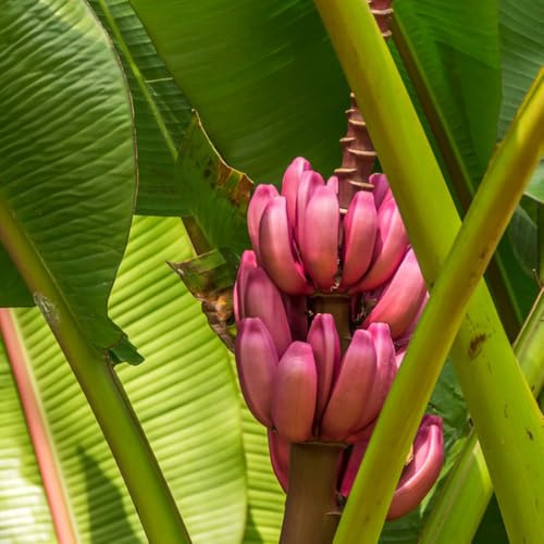 bananenbaum - bananen anzucht grünpflanzen zimmerpflanzen bananensamen baumsamen gartendeko für draußen exotische winterfeste balkon zimmerpflanzen für sonnige plätze winterharte 350samen