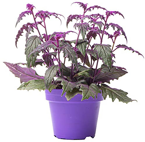 Gynura Aurantiaca Purple Passion - Pianta Velluto Porporino | Pianta per Interni per Casa Ufficio (10-20 cm)