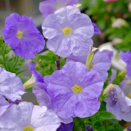 semillas de petunia balcón, petunia híbrida, primavera, semillas de silvestres petunia colgante resistentes al aire libre cubierta 150pcs