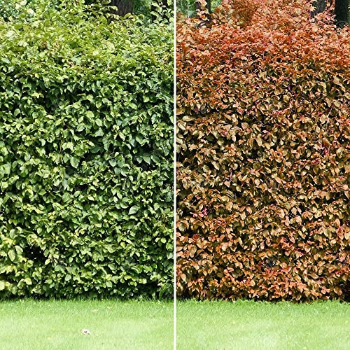 Grüne Buchenhecke (Fagus Sylvatica) - Elegante laubabwerfende Sichtschutzhecke, robust & schattenverträglich, ideal für Gartengestaltung.