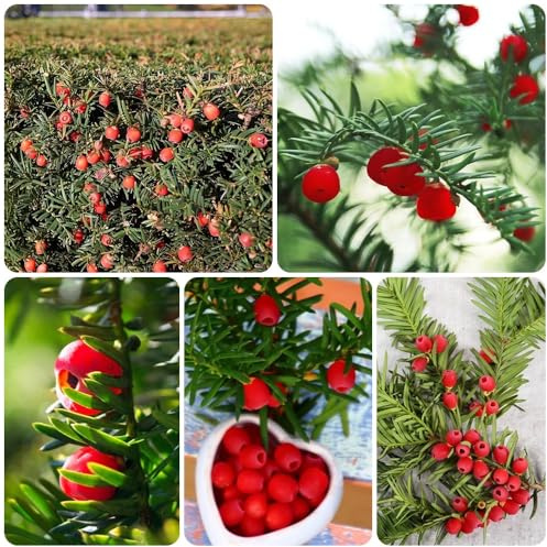 Eibe Taxus Baccata, EibeSamen topfpflanzen draußen winterhart sträucher pflanzensamen baumsamen kaufen 150Samen