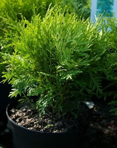 Gelbspitzen Lebensbaum Danica Aurea - Thuja occidentalis Danica Aurea - 25-30cm