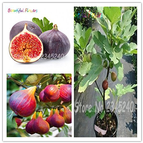 Graines de figues au miel sucré, figues royales parfumées, cour, graines de fleurs, figuier, bonsaï, plantation, graines de fruits rares
