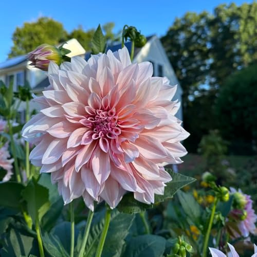 tubérculos de dalia perenne resistente - decoración jardín exterior exóticas 5pcs