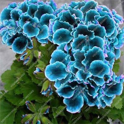 SVI Fresh 50pcs Geranium Flower Seeds for Planting Sky Blue Green