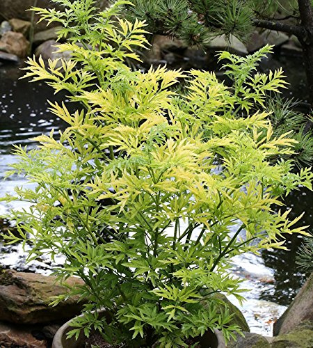 Gelblaubiger Säulen Holunder Golden Tower 40-60cm - Sambucus nigra - lebende Gartenpflanze aus den Baumschulen