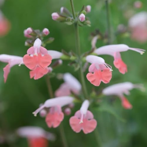 Semillas de salvia, de jardín de Salvia japonica, silvestres Semillas de variedades antiguas 250pcs