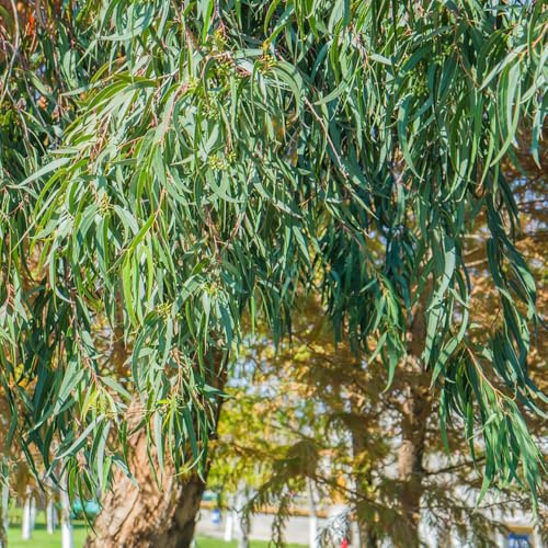 eukalyptus pflanzendeko bonsaibaum kletterpflanzen garten hochbeet baumsamen wildkräuter hängepflanzen winterhart mehrjährig kräuterpflanzen balkon garten blumensaat wildblumensamen 300samen
