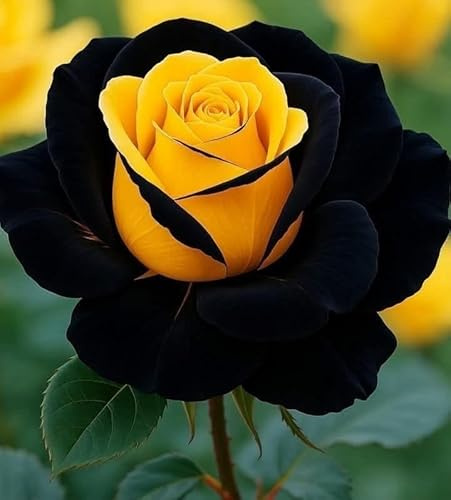 Cosecha de Rosa Rara - Arbusto de rosa perenne resistente - De fragancia intensa - Ideal para macetas y plantación en suelo - Hermoso diseño de jardines-1 root-G
