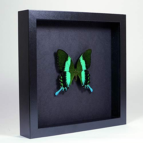 Papilio blumei – Le Paon ou Le machaon Vert - Vrai Papillon de taxidermie monté sous Verre dans Un Cadre Fait Main en Bois Noir