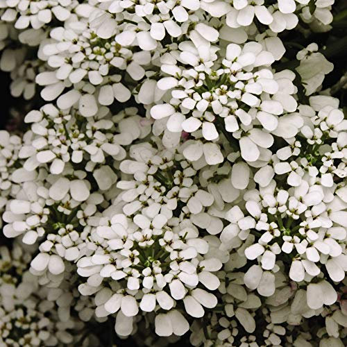 Candytuft Seeds Hardy Annual Rocket Grow Your Own 'Hyacinth Flowered' 1 Packet of Seeds