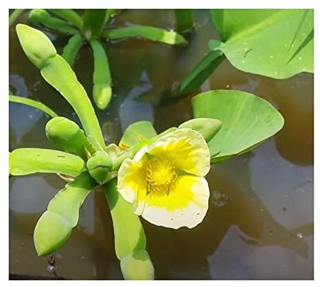 Stk - 10x Limnocharis flava Mehrjährige Garten Pflanzen - Samen ID989 - Seeds & Plants Shop by Ipsa