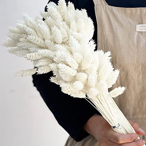 100 Pezzi Arredamento Di Bouquet Secchi Phalaris Secchi Erba Naturale Pampas Soffice Erba per Decorazione per La Casa Decorazione Del Matrimonio Decorazione Di Decorazioni Floreali (Bianco)