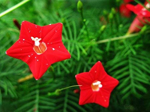 20 Samen/Pack Frühling Niao Dillsamen Babysbreath Pentacle Balkon Topfblumensamen Gartendekoration Bonsai Blumensamen