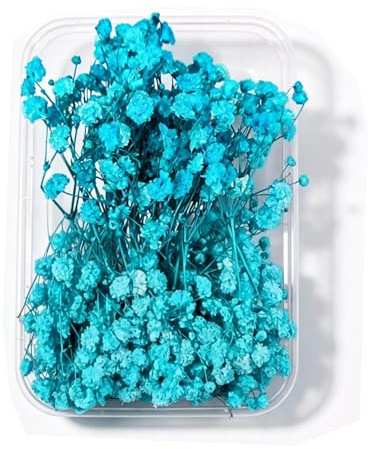 Schleierkraut Getrocknet 15cm Trockenblumen Zum Basteln - 12 Stück Getrocknete Blumen, Türkisfarbene Baby’s Breath Trockenblumen Deko Echte Natur, für DIY, Hochzeitsdeko, Haarschmuck, Wohnkultur