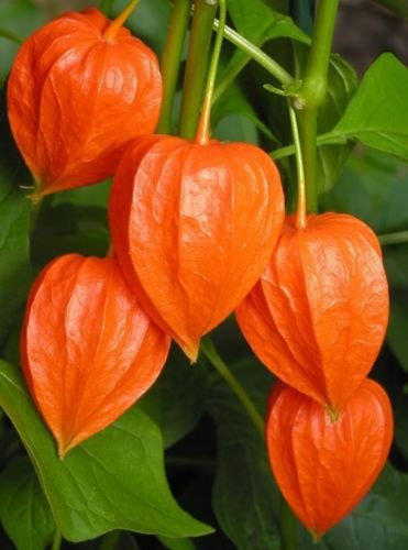 Lanterne chinoise (Physalis) alkekengi 50 graines exotiques Showy