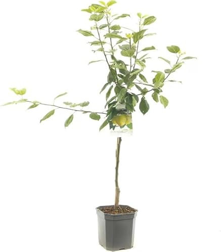 Limonero Natural Citrus Limon Árbol Frutal para tu Jardín