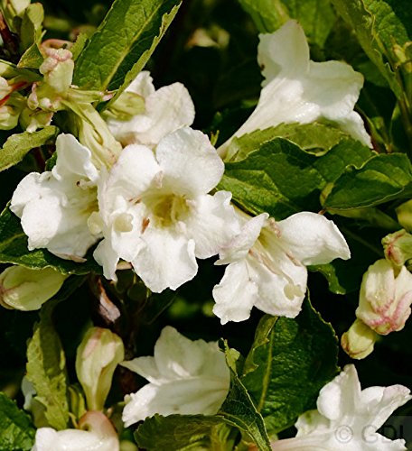 Hochstamm Weigelie Snowflake 100-125cm - Weigela - lebende Gartenpflanze aus den Baumschulen