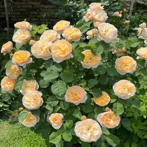 semillas fragantes resistentes del rosal, de salón jardín invernadero balcón decorativas en 300pcs