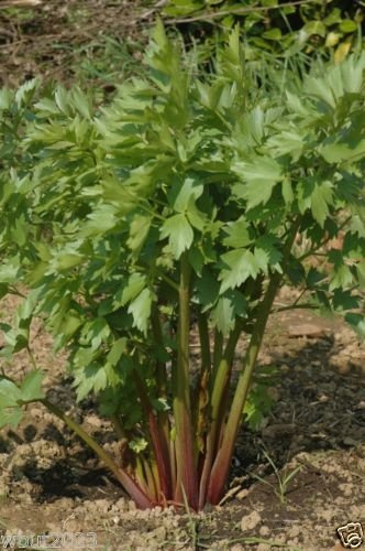 Lovage Herb- 500 Seeds (Levisticum Officinalis) hardy long-lived perennial !