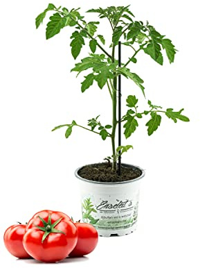 Premio Tomatenpflanze Previa/Philona F1 - Veredelte Rundtomate, Stabtomate