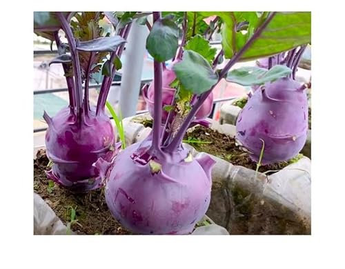 Stk - 20x Kohlrabi Blaro purple EKO Gemüse Garten Pflanzen - Samen KS178 - Seeds & Plants Shop by Ipsa