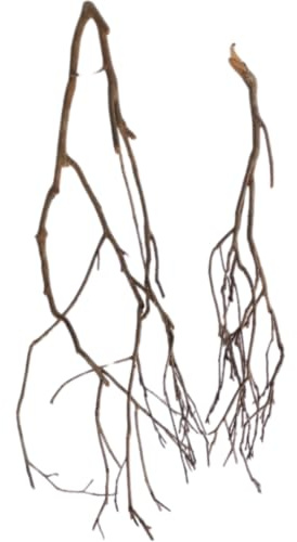 Natunae - Natürliche Talawa Wurzel Holz für Aquarium, Dekoration für Aquascaping (70-90 cm)
