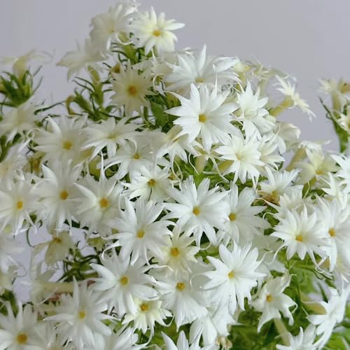 bodendecker phlox winterhart - balkon stauden 1000samen