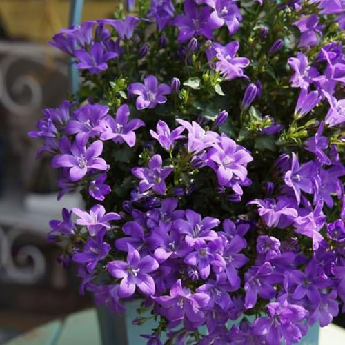 Semi di campanula-Campanula media,da giardino semi di perenni resistenti semi di,giardino interno da giardino 300pcs