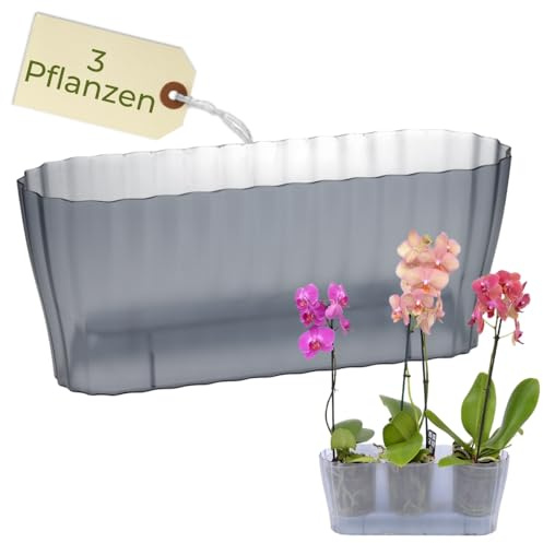 Plastia Orchideentopf Transparent Länglicher Orchideenkasten Orchideen Übertopf Durchsichtiger Blumenkasten mit Stufenboden Orchideentopf Groß Orchideenkasten Rauchfarbig