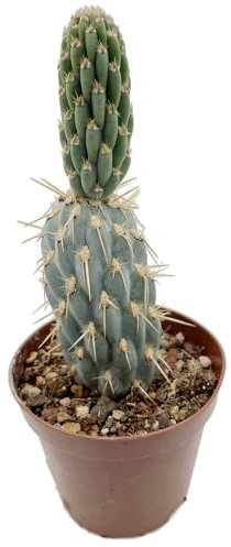 Fangblatt - Miqueliopuntia miquelii - blauer Kaktus im Ø 9 cm Topf - exotische Sukkulente - pflegeleichte Zimmerpflanze