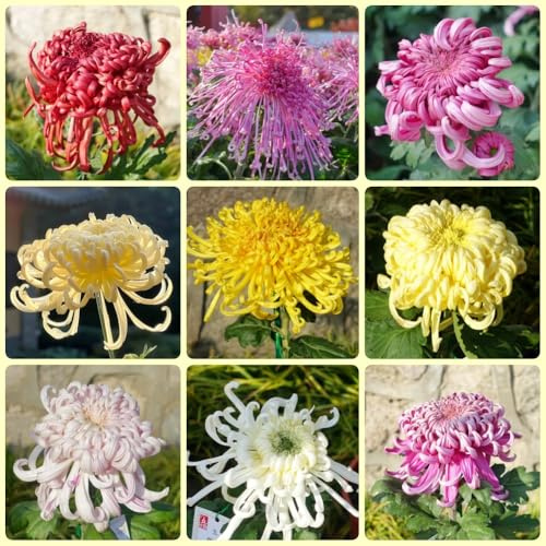 Semillas de crisantemo - exóticas de crisantemo - silvestres resistente decoración de otoño, jardín 200pcs