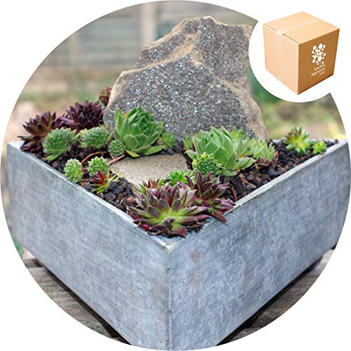 Specialist Aggregates ® - Ultralite - Lightweight Horticultural Grit - 2.5L, Cacti, Alpines, Lavender, Terrariums, Bottle Gardens, Vivariums
