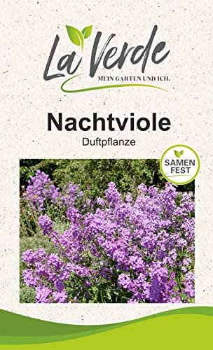Nachtviole Hesperis Blumensamen Violett