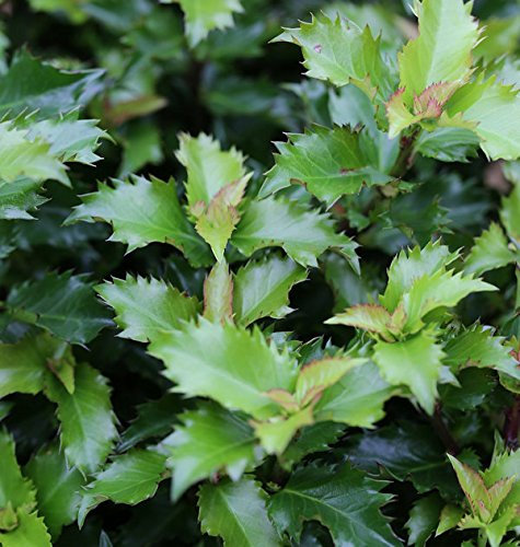Hochstamm Stechpalme Ilex Little Rascal 60-80cm - Ilex meserveae - lebende Gartenpflanze aus den Baumschulen