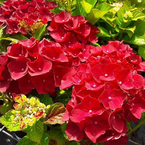 Hydrangea macrophylla 'Red Baron' in 2L Pot with Stunning Flowers 3fatpigs®