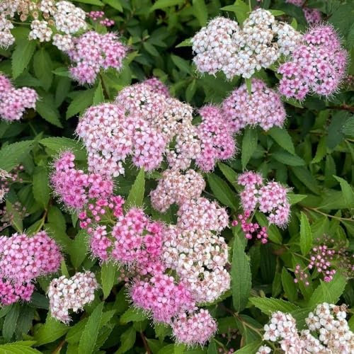 Plant Theory Genpei Joseph's Coat Spiraea Japonica Shrub Plant 2L Pot