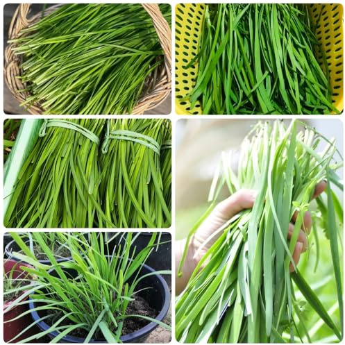 Semi di cipollina - Allium tuberosum - semi di aromatiche da giardino 1000pcs