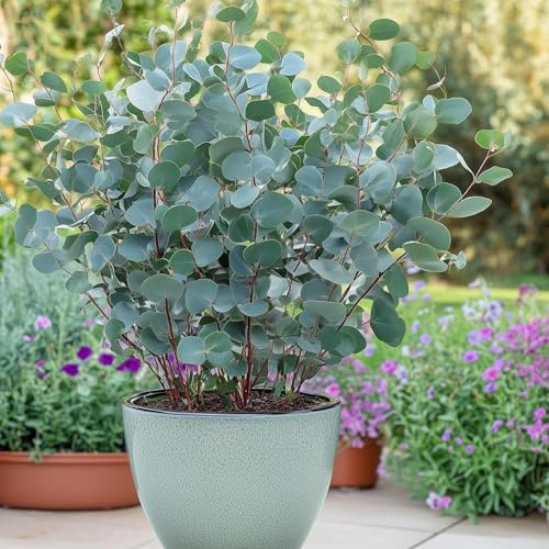 Exotenherz - Eukalyptus Eucalyptus gunni 6er Set - winterhart 14cm Topf Höhe 30cm