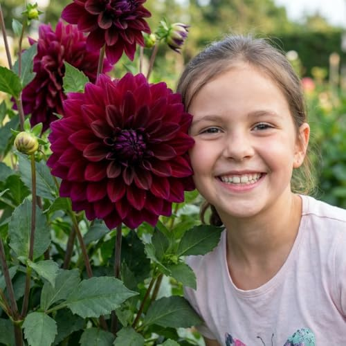 FLORIUM Dahlien Dinnerplate Lila Knollen, 5 Dahlienzwiebelsorten Mix aus Holland, echte große Dahlienpflanzen für Garten und Töpfe (keine Samen, nicht künstlich)