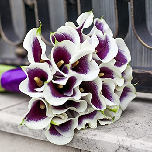 Calla Lily 'Picasso' Zantedeschia (3 Pack) Plant Bulbs - White & Purple Flowering Blooms, Professionally Grown Gardening Bulbs from Easy to Grow