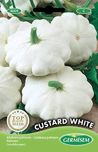 Germisem Kürbis CUSTARD WHITE, mehrfarbig, EC4009