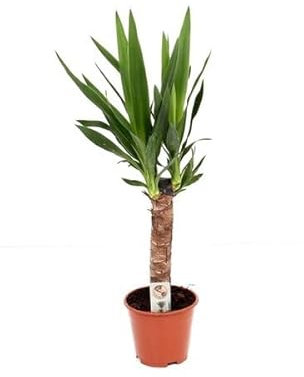 Yucca de 2 Troncos Planta Natural para Embellecer cualquier Espacio
