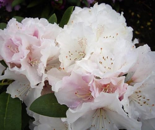 Rhododendron yakushimanum 'Schneekrone' Japanische Azalee Hochstamm 60-70 cm winterhart Freilandaufzucht