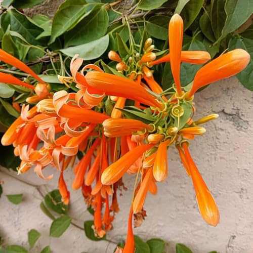 semillas de pirostegia venusta, jardín perennes resistentes para el jardín pared verde, decoración enredadera raras, 400pcs