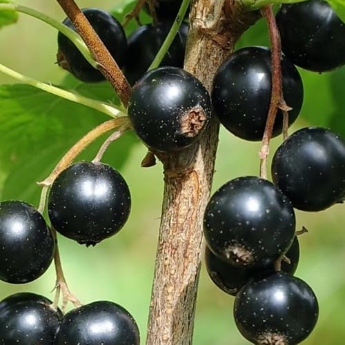 semi di uva spina resistenti - fresca semi rari regali per gli amanti del giardino da esterno da vecchie varietà esotiche 200pcs