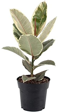 DECOALIVE Ficus Elastica Variegata, Ficus Tineke o Ficus Robusta Variegado Planta Natural, 8436601571816