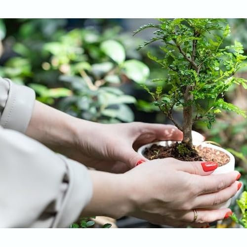 Sustrato para Bonsáis |Formato 5 Litros | DECOALIVE | Facilita el Drenaje