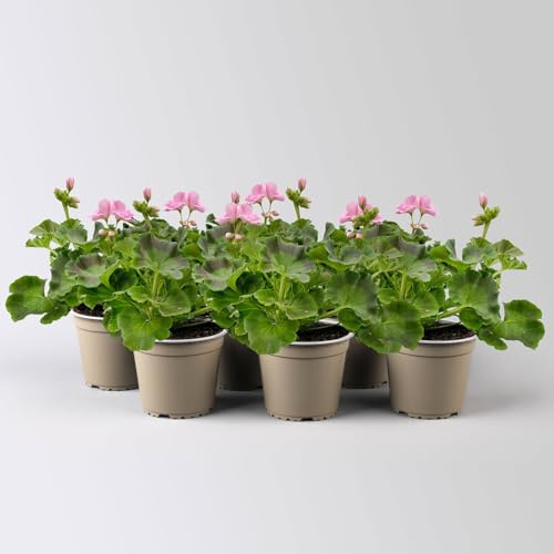Geranie hellrosa, stehend, Topf-Ø 13 cm, 6 Pflanzen