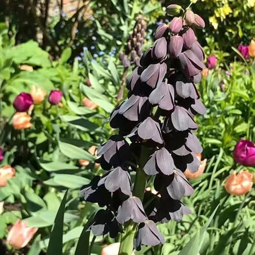 Fritillaria imperiale - di resistenti in vaso balcone, decorative in vaso giardino decorazione balcone rizoma giardino interno 10bulbi